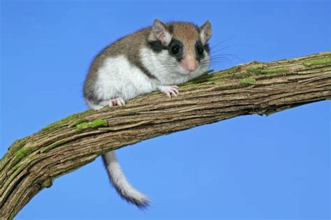 Un Dormil N Con Antifaz El Lir N Careto Ratas Y Roedores