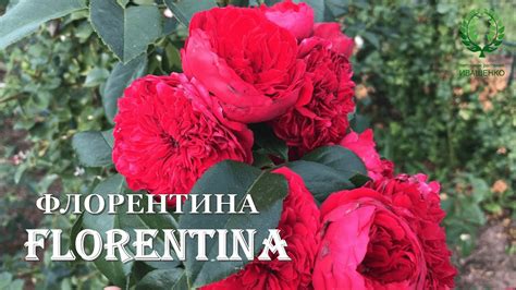 Флорентина / Florentina -удивительная плетистая роза. Питомник 🌹 и 🌲 Е ...