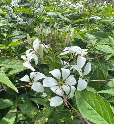 Cleome – Liberty Landscape Supply