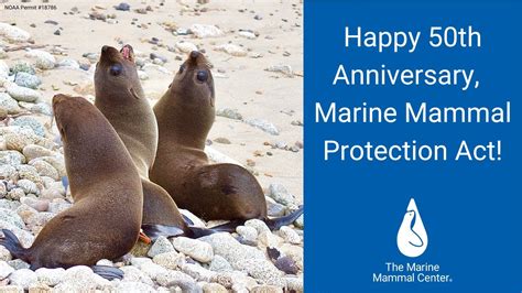 Happy 50th Anniversary Marine Mammal Protection Act Youtube