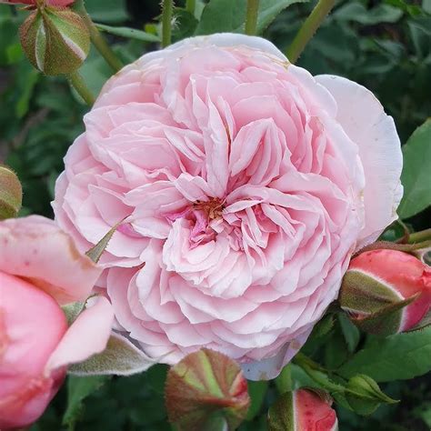 EDROSES/Роза 🌹 Кисс ми Кейт (Kiss me Kate ) , W. Kordes & Sons Германия ...