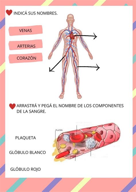 Ficha De Sistema Circulatorio En Pdf Online Idea Creativas