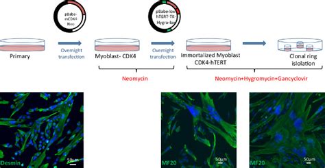 Isolation And Immortalization Of Patient Derived Cell Lines From Muscle