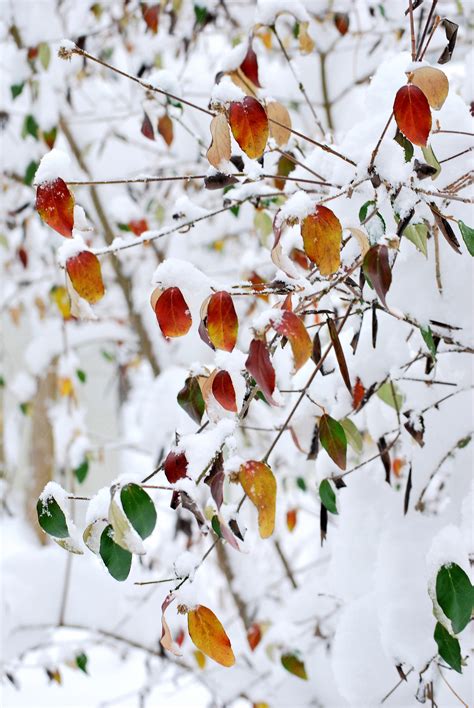 fall  winter shutterbug