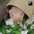 Naked Mole Rats Dig Carbon Dioxide Video Dailymotion