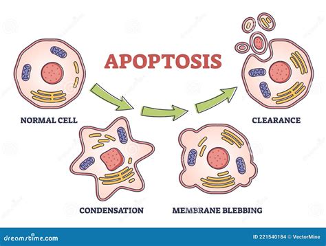 Cell Apoptosis Illustration Cartoondealer