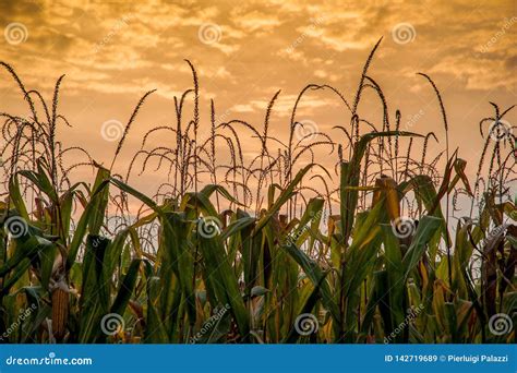 Corn Field Ready for Harvest J Stock Image - Image of nature, harvest ...