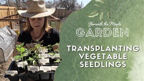 Transplanting Vegetable Seedlings Into Pots Youtube