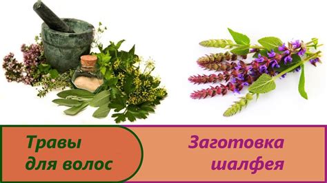 Заготовка шалфея лекарственного.Свойства и польза листьев шалфея для ...