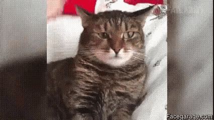 Cat Nope GIF - Cat Nope Flower - Discover & Share GIFs