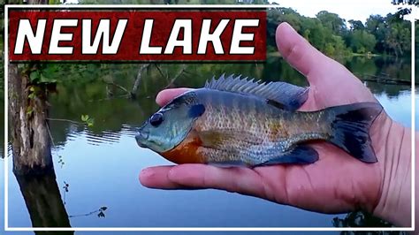 Bluegill Fishing With A Float Bobber And Gulp Minnows New Lake