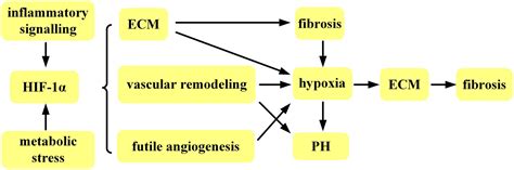 Frontiers Targeting Hypoxia Inducible Factors 1α As A Novel Therapy