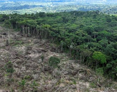 Amazon rainforest: Deforestation rate continues to fall - Naturenews.africa