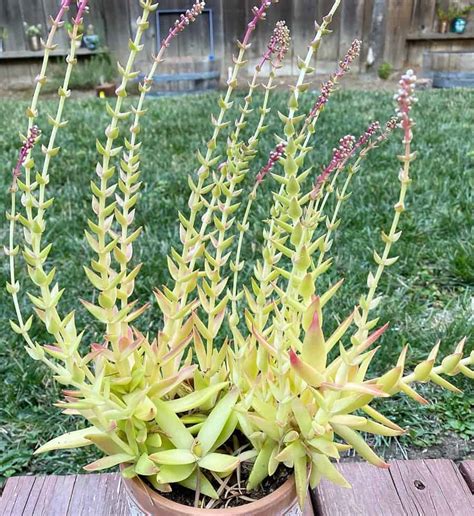 Crassula Sharks Tooth Characteristics And Care Succulent Alley