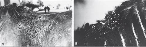 bacterial diseases stephen  white dermatophilosis streptothricosis
