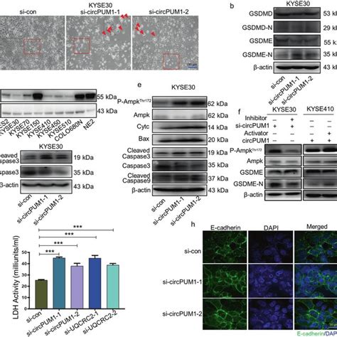 Circpum Maintains Mitochondrial Homeostasis By Regulating The