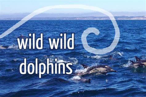 Treibholzeffekt Wild Wild Dolphins Nat Rlich Hautnah Erleben