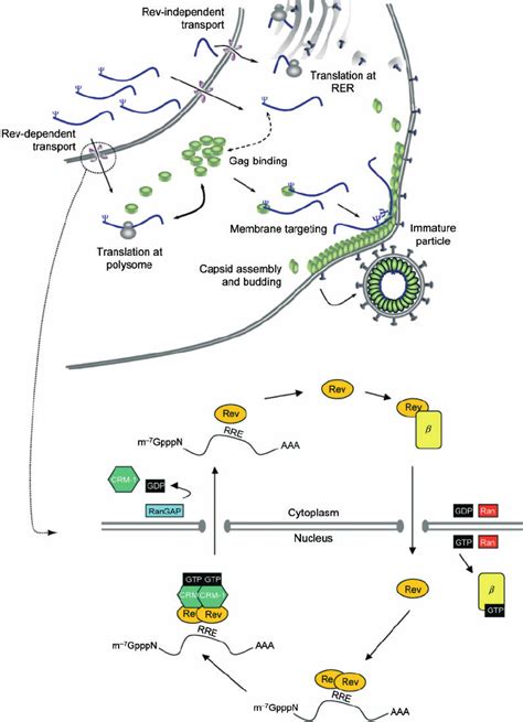 Rev Exports Intron Containing Viral Rnas From The Nucleus To The