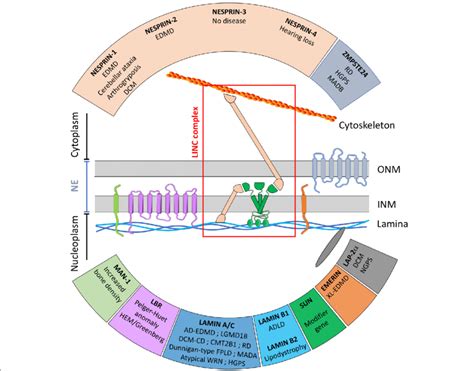 The LINC complex, its interactors, and associated diseases. Schematic ...