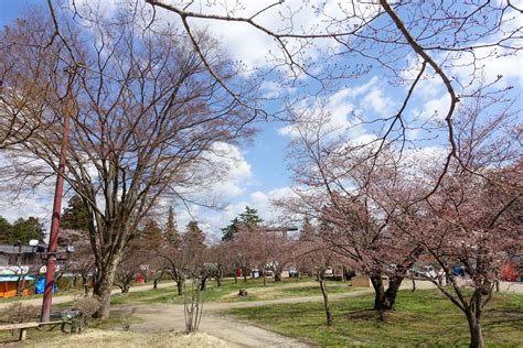 【咲き始め】弘前公園 園内の桜の様子（2022年4月16日） 弘前さくらまつり Hirosaki Cherry Blossom Festival