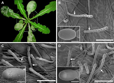 Scanning electron micrographs illustrating morphological differences ... 