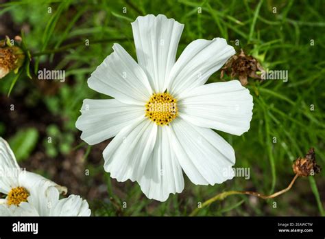 Cosmos Bipinnatus Sonata White Stock Photo Alamy