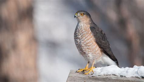 7 Small Hawk Species (With Pictures) - BirdingLab