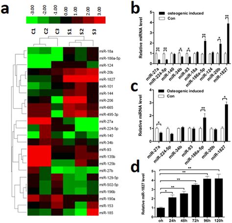 Up Regulation Of Mir 1827 In Both Differentiated Msmscs And