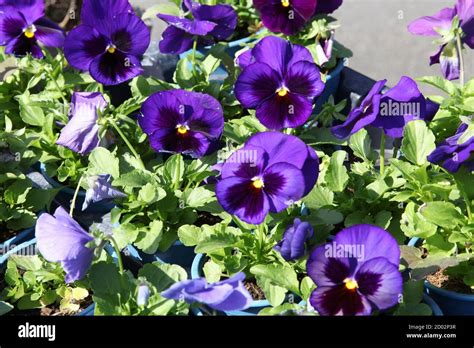 Flowers Blue Pansies Viola Tricolor Var Hortensis In Pots For Sale