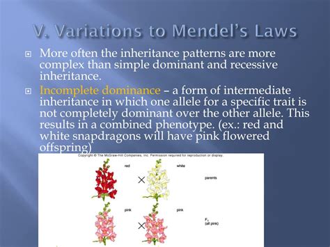 Ppt Genetics Powerpoint Presentation Free Download Id1967145