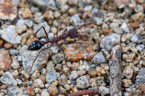 Marion Rosetzky Gallery: Bull ants at work