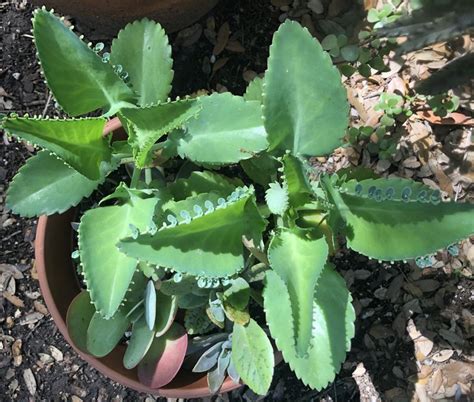 Mother Of Thousands Kalanchoe Laetivirens