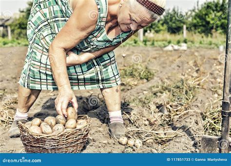 Farming Gardening Agriculture Elderly Female Farmer Potatoes Farm Garden Stock Image