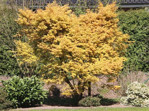 Fächer Ahorn Orange Dream Acer Palmatum Orange Dream Baumschule