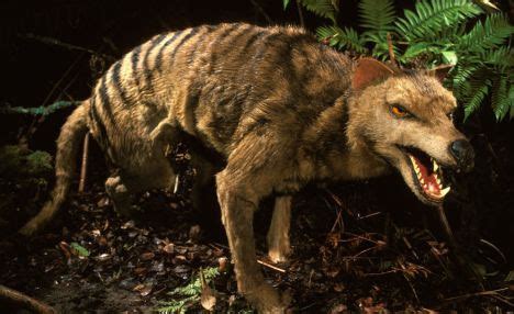 blogsters guild: Extinct Tasmanian tiger could come back to life after DNA is implanted into a mouse