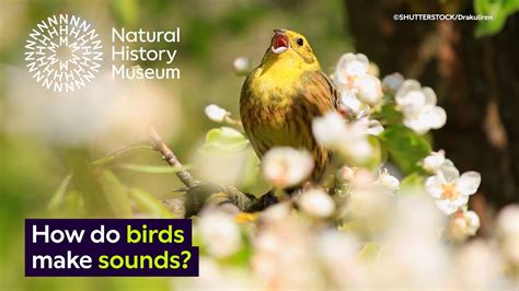 How Do Birds Make Sounds Natural History Museum YouTube