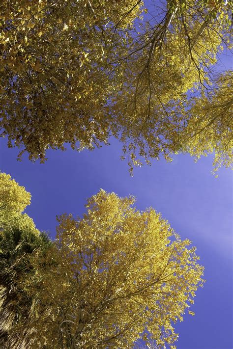 Frémont s cottonwood Populus fremontii foliage Free Photo rawpixel