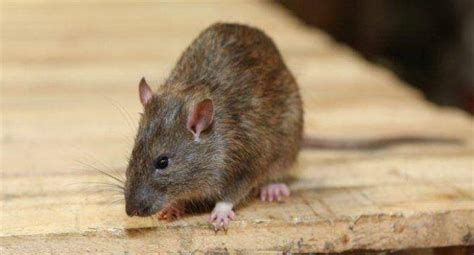 All You Need To Know About Lassa Fever Read Health Related Blogs