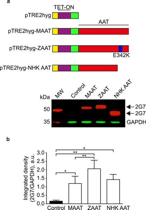 Calcium Signalling In Mammalian Cell Lines Expressing Wild Type And