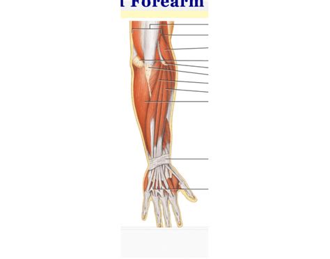 Muscles Of The Forearm Quiz