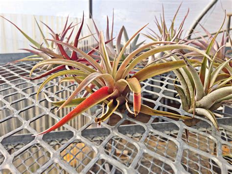 25 Air Plant Types To Grow Indoors