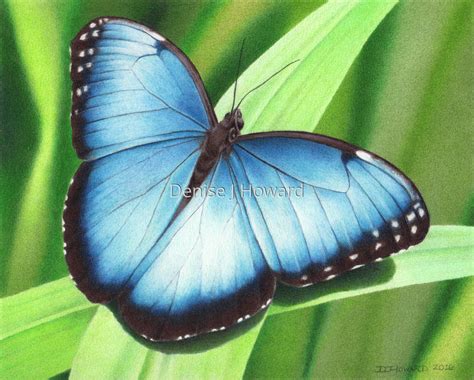 Blue Morpho Butterfly Drawing