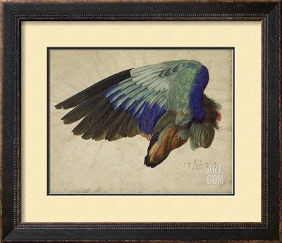 The Right Wing Of A Blue Roller Giclee Print Albrecht D Rer