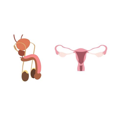 Penis Vagina Diagram Isolated On White Background Vector Art At Vecteezy