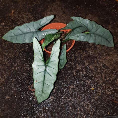 ALOCASIA HETEROPHYLLA ‘SILVER’ — Aroidpedia