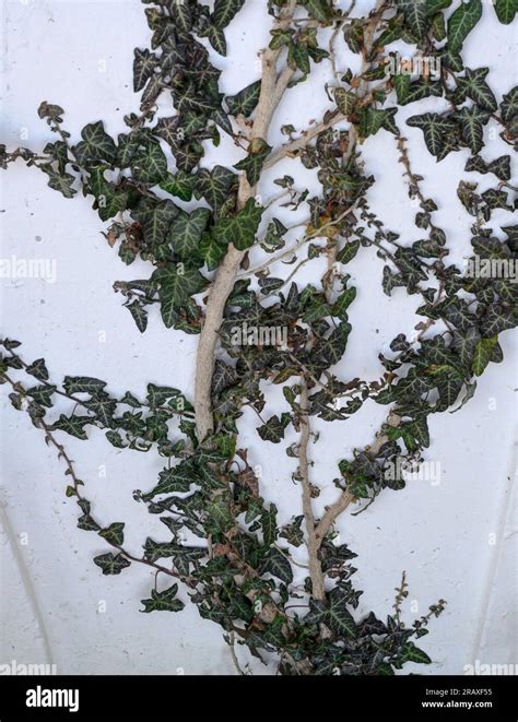 Green Ivy Climbing A White Wall Stock Photo Alamy