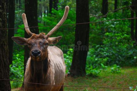 Close up of elk at the zoo stock image. Image of forest - 255921393