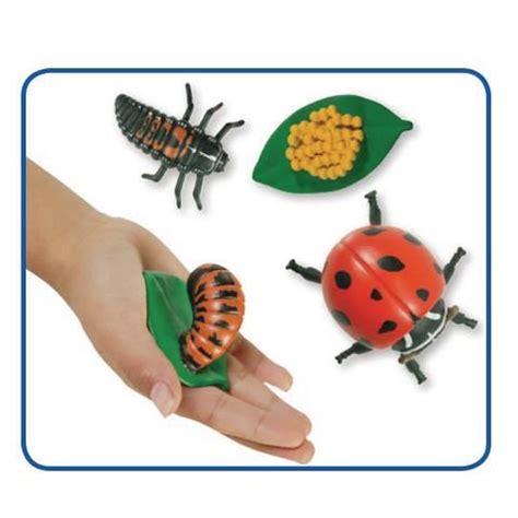 Ladybird Life Cycle – Teachtastic Education