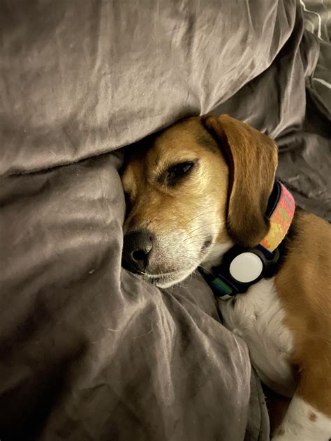 Does your beagle sleep with their eyes open. Woke up to this, she’s