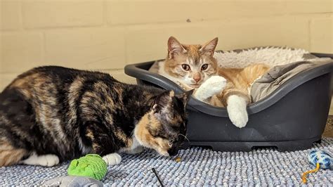 Mini Und Cini M Chten Zusammen Bleiben Tierheim Bocholt